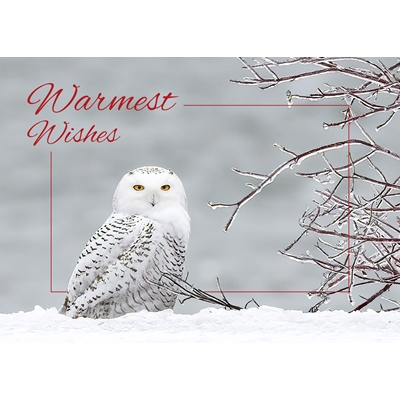 Snowy Owl Cards - Standard
