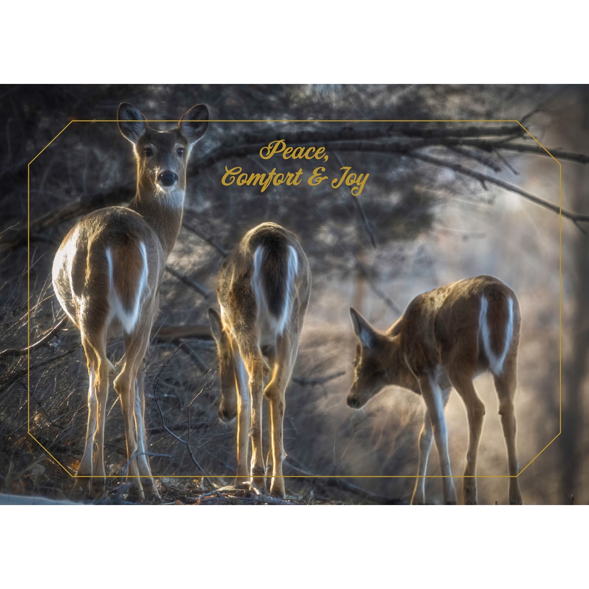 White-Tailed Deer Doe and Her Fawns Cards