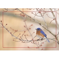 Eastern Bluebird Cards - Standard - NWF10805V