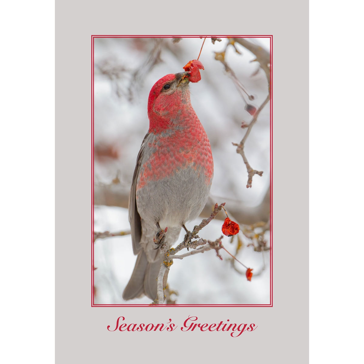 Male Pine Grosbeak Cards