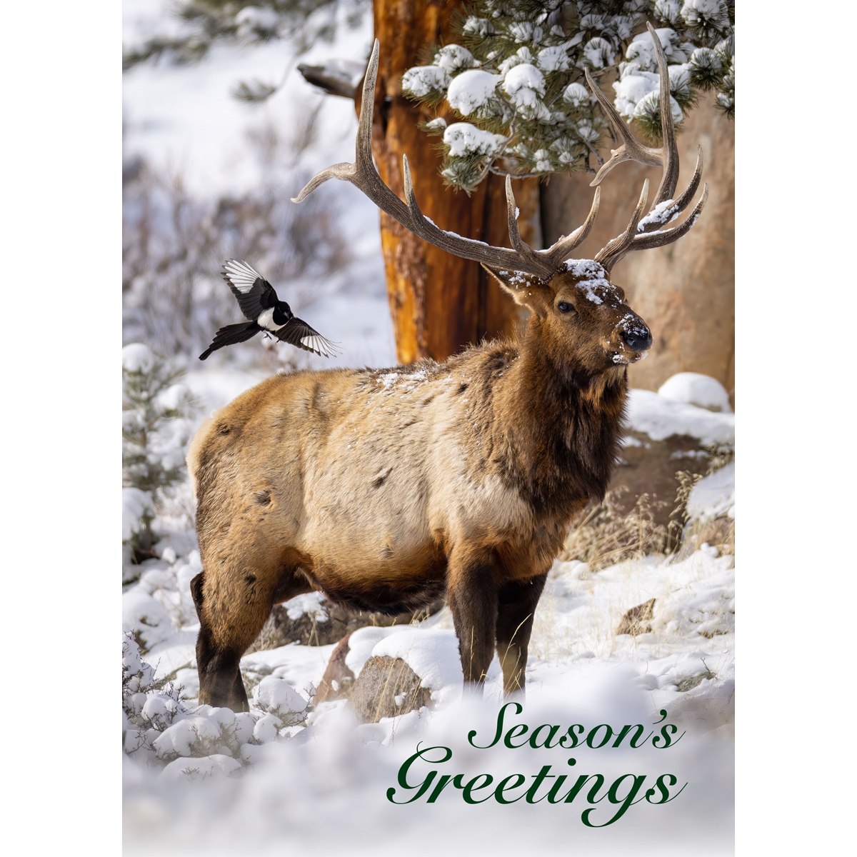 Winter Elk and Magpie Cards - Standard