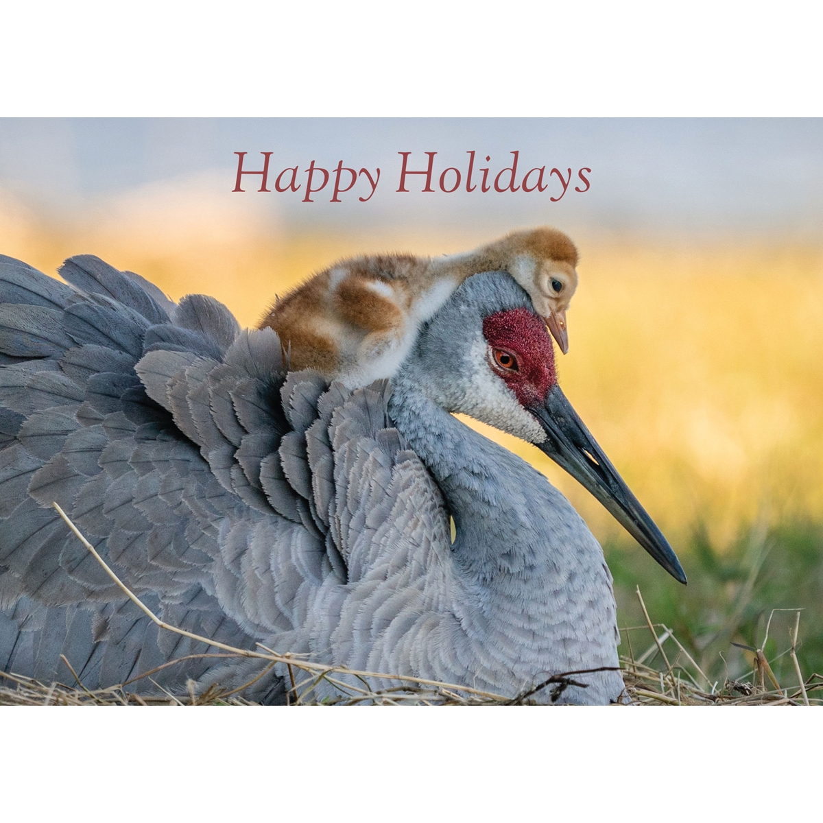 Sandhill Crane and Chick Cards - Standard