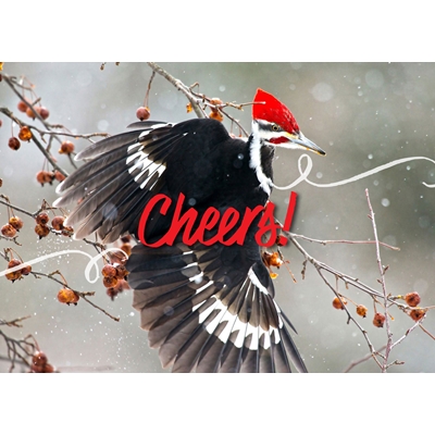 Pileated Woodpecker on a Branch Cards - Standard