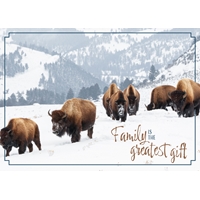 Bison in Yellowstone Cards - Standard - NWF10830V