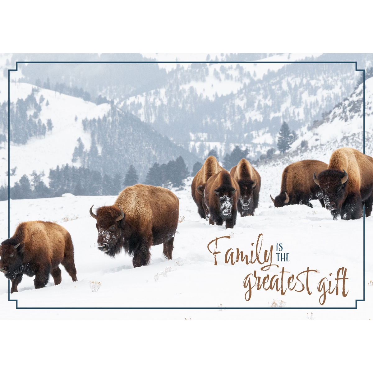 Bison in Yellowstone Cards - Standard