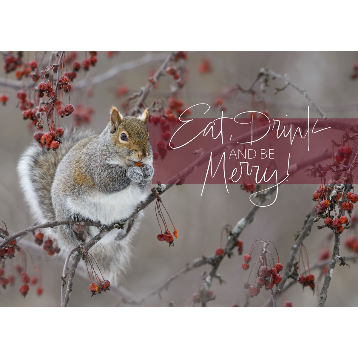 Squirrel Feeding on Berries Cards