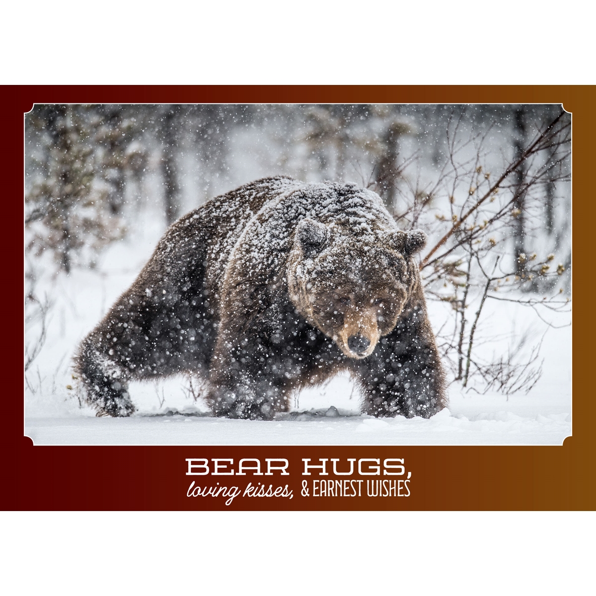 Brown Bear in Forest Cards