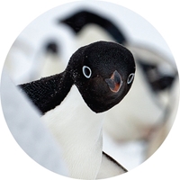 Adelie Penguin Seals - NWF10806S
