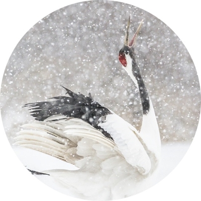Red-Crowned Cranes in Snow Seals