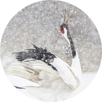 Red-Crowned Cranes in Snow Seals - NWF10809S