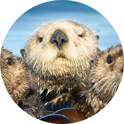 Otter Raft Seals