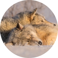 Sleeping Wolves Seals - NWF10818S