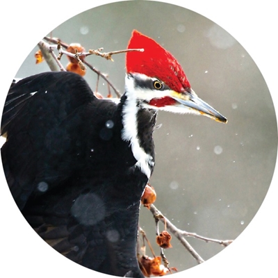 Pileated Woodpecker on a Branch Seals