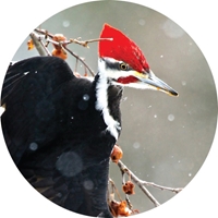 Pileated Woodpecker on a Branch Seals - NWF10827S