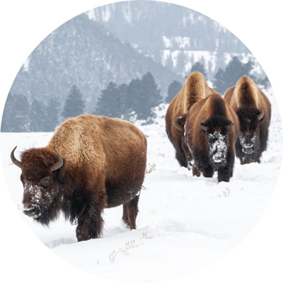 Bison in Yellowstone Seals
