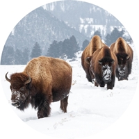 Bison in Yellowstone Seals - NWF10830S
