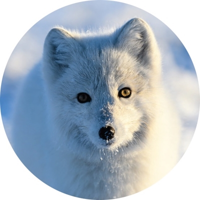 Artic Fox in the Winter Seals