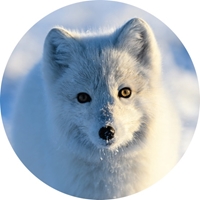 Artic Fox in the Winter Seals - NWF10845S