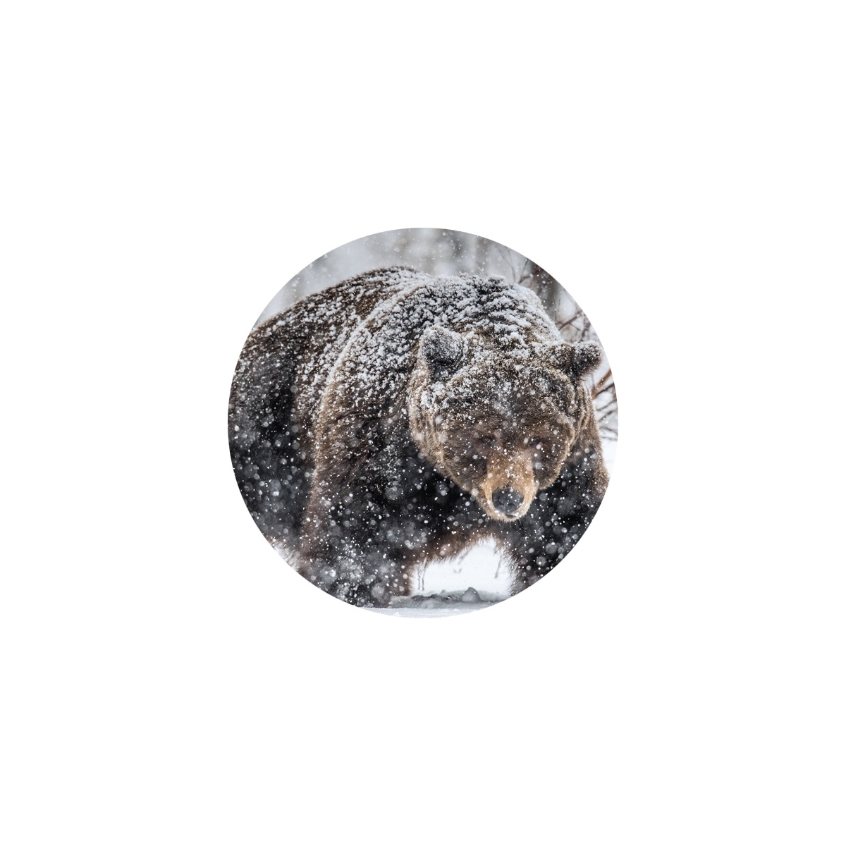 Brown Bear in Forest Seals