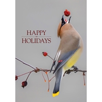 Cedar Waxwing Cards - Personalized ($9.00 Fee Included) - NWF10812P