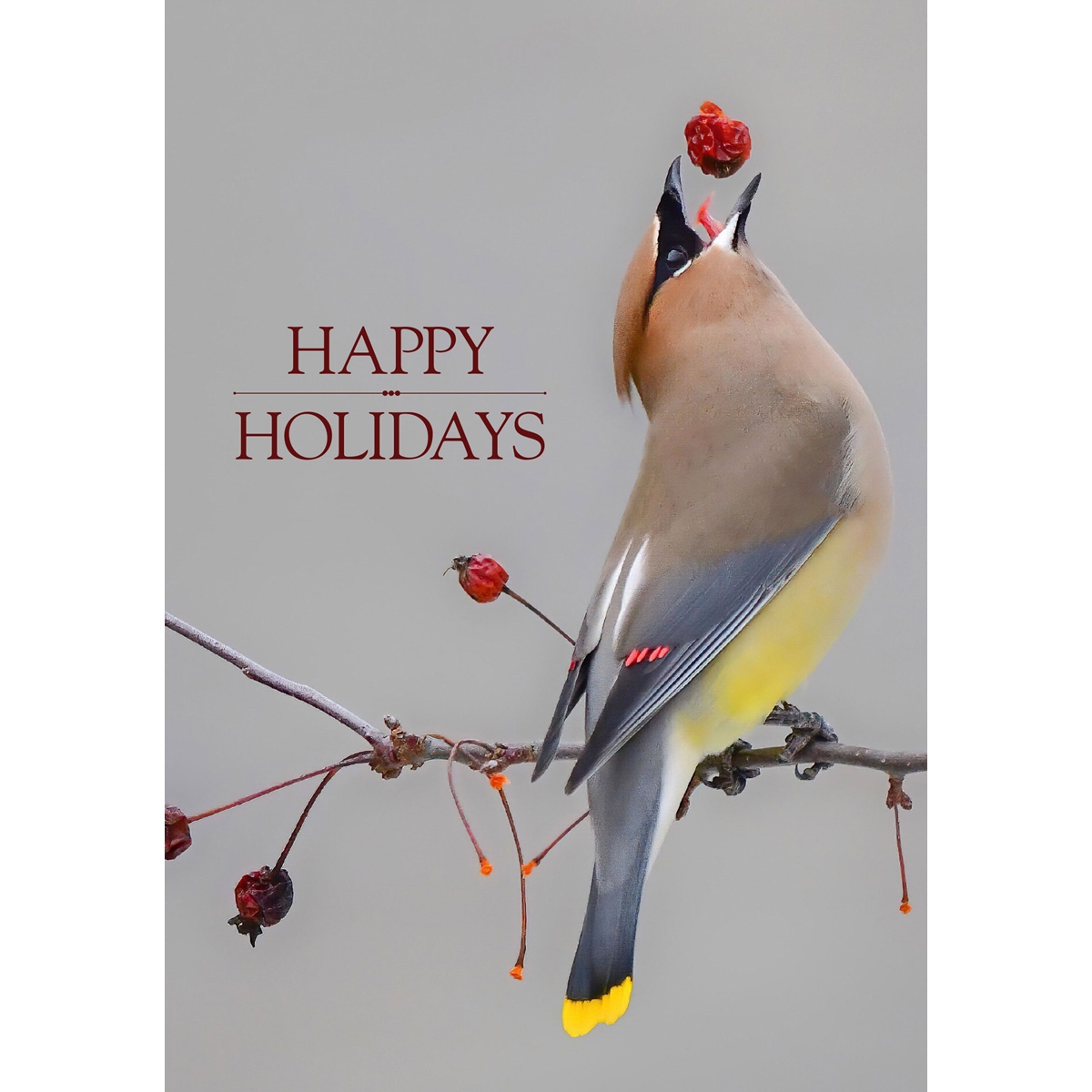 Cedar Waxwing Cards - Personalized ($9.00 Fee Included)