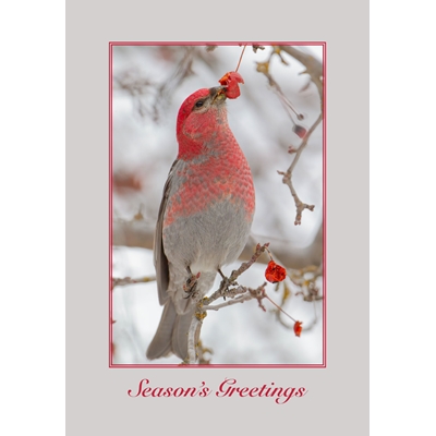 Male Pine Grosbeak Cards - Personalized ($9.00 Fee Included)