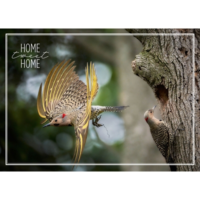 Northern Flickers Working Together Cards - Personalized ($9.00 Fee Included)