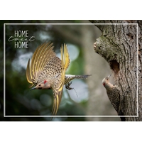 Northern Flickers Working Together Cards - Personalized ($9.00 Fee Included) - NWF10820P