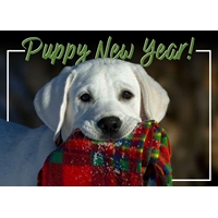 Cozy Yellow Lab Cards - Personalized ($9.00 Fee Included) - NWF10823P