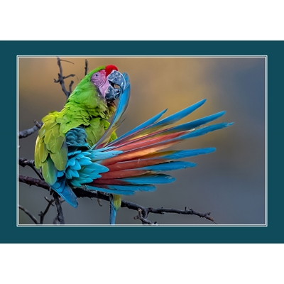 Macaw Morning Preening Cards - Personalized ($9.00 Fee Included)