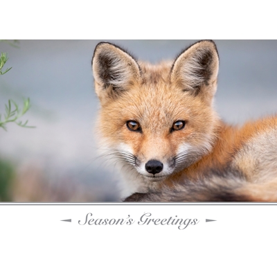 Red Fox Kit Cards - Personalized ($9.00 Fee Included)