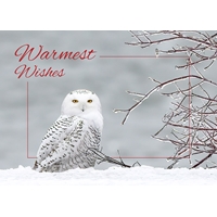Snowy Owl Cards - Personalized ($9.00 Fee Included) - NWF10803P