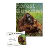 Adopt an Orangutan - ORAN25