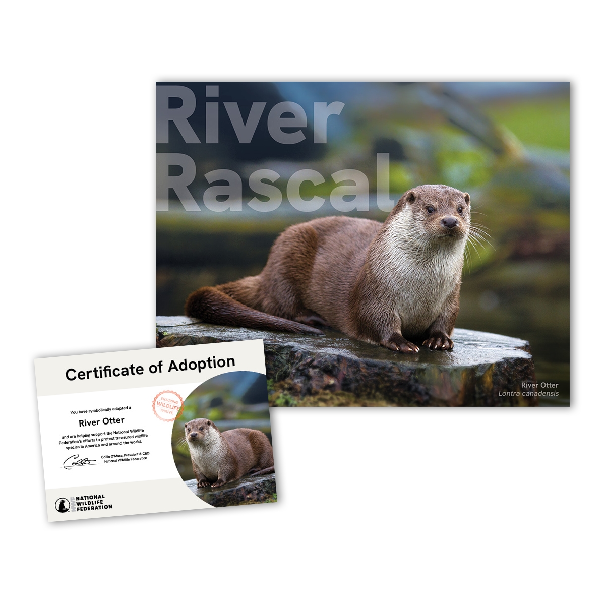 Adopt a River Otter