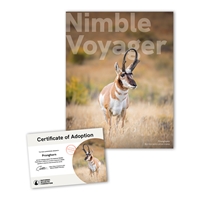 Adopt a Pronghorn - PHRN25