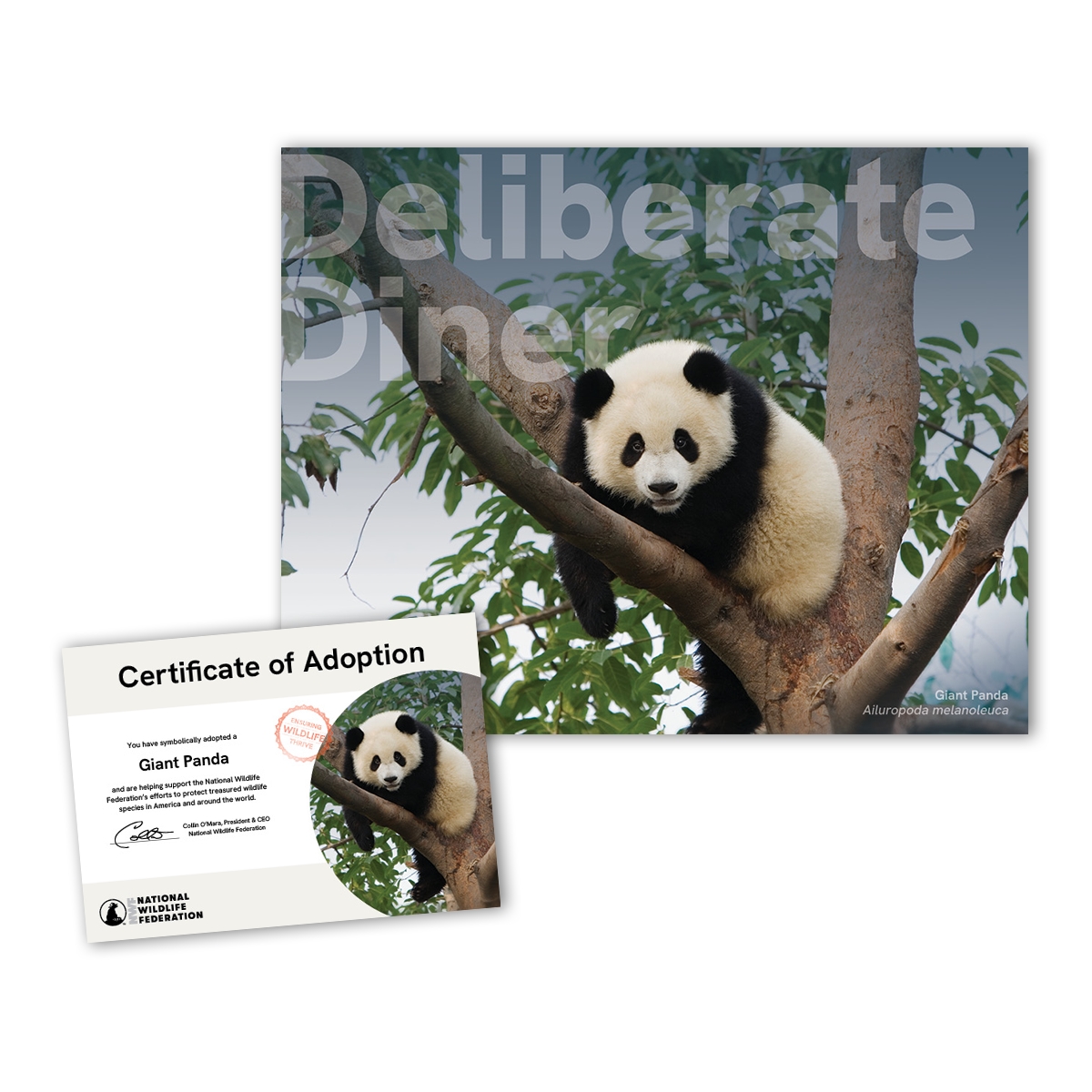 Adopt a Giant Panda