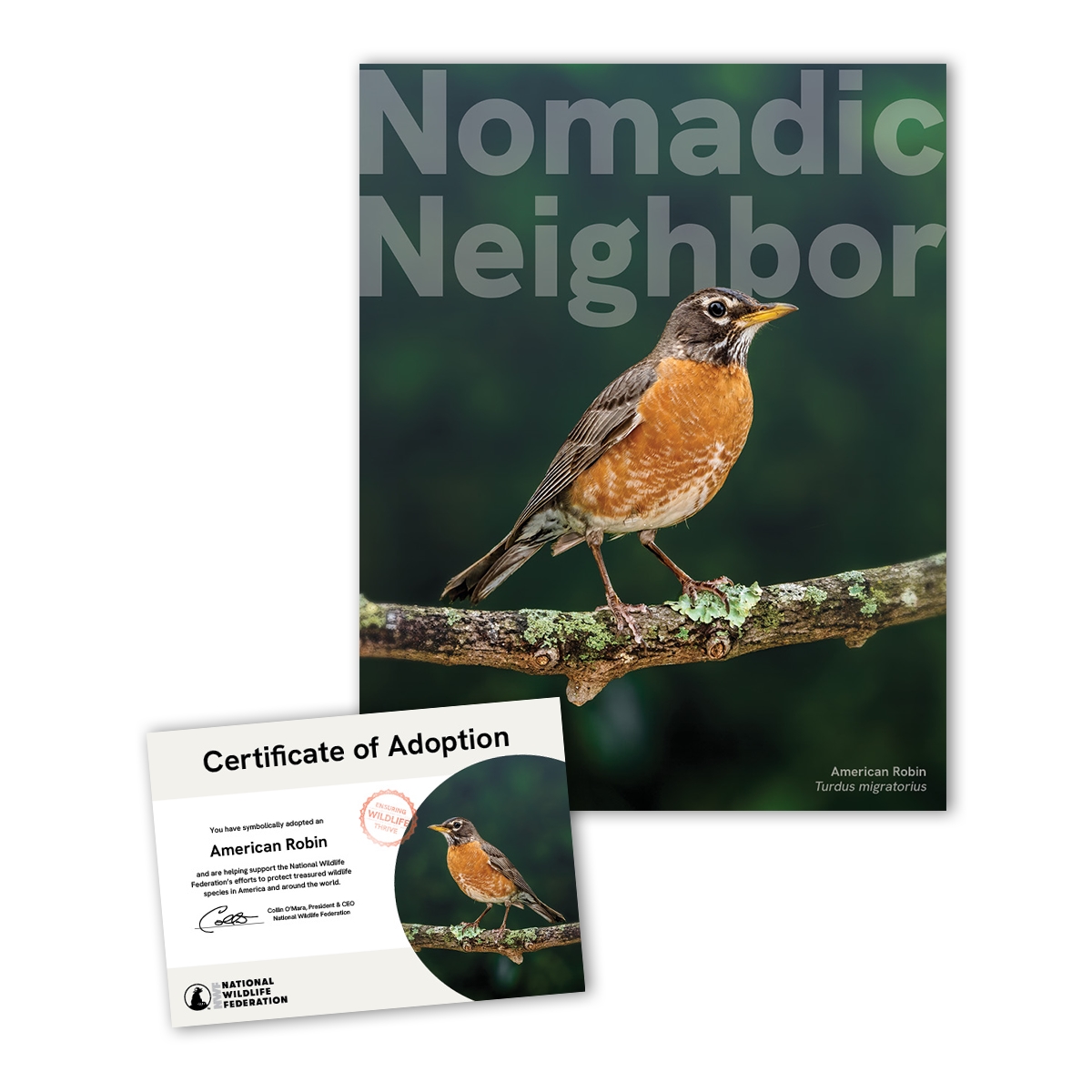 Adopt an American Robin