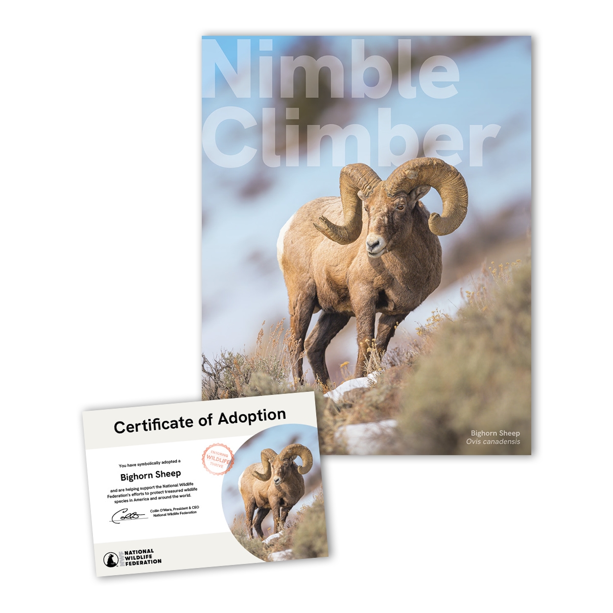 Adopt a Bighorn Sheep