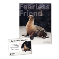 Adopt a Galapagos Sea Lion - SLIN25