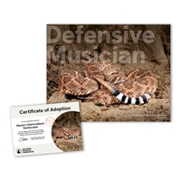 Adopt a Western Diamondback Rattlesnake - SNKE25