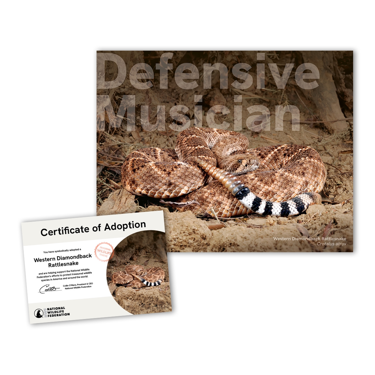 Adopt a Western Diamondback Rattlesnake