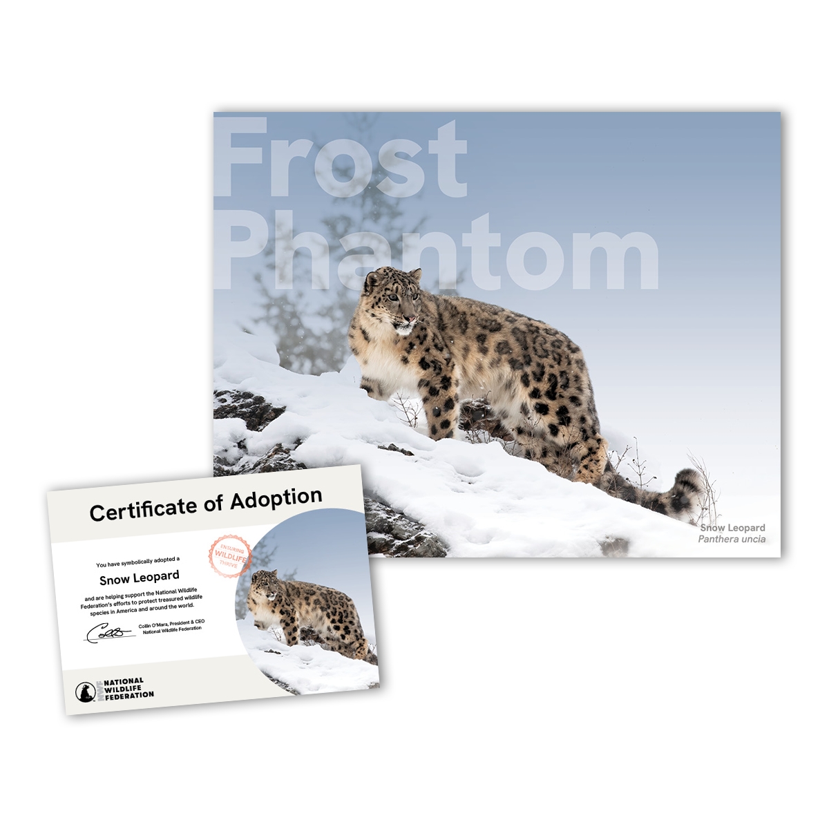 Adopt a Snow Leopard