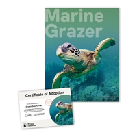 Adopt a Green Sea Turtle - STUR25