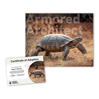 Adopt a Desert Tortoise - TORT25