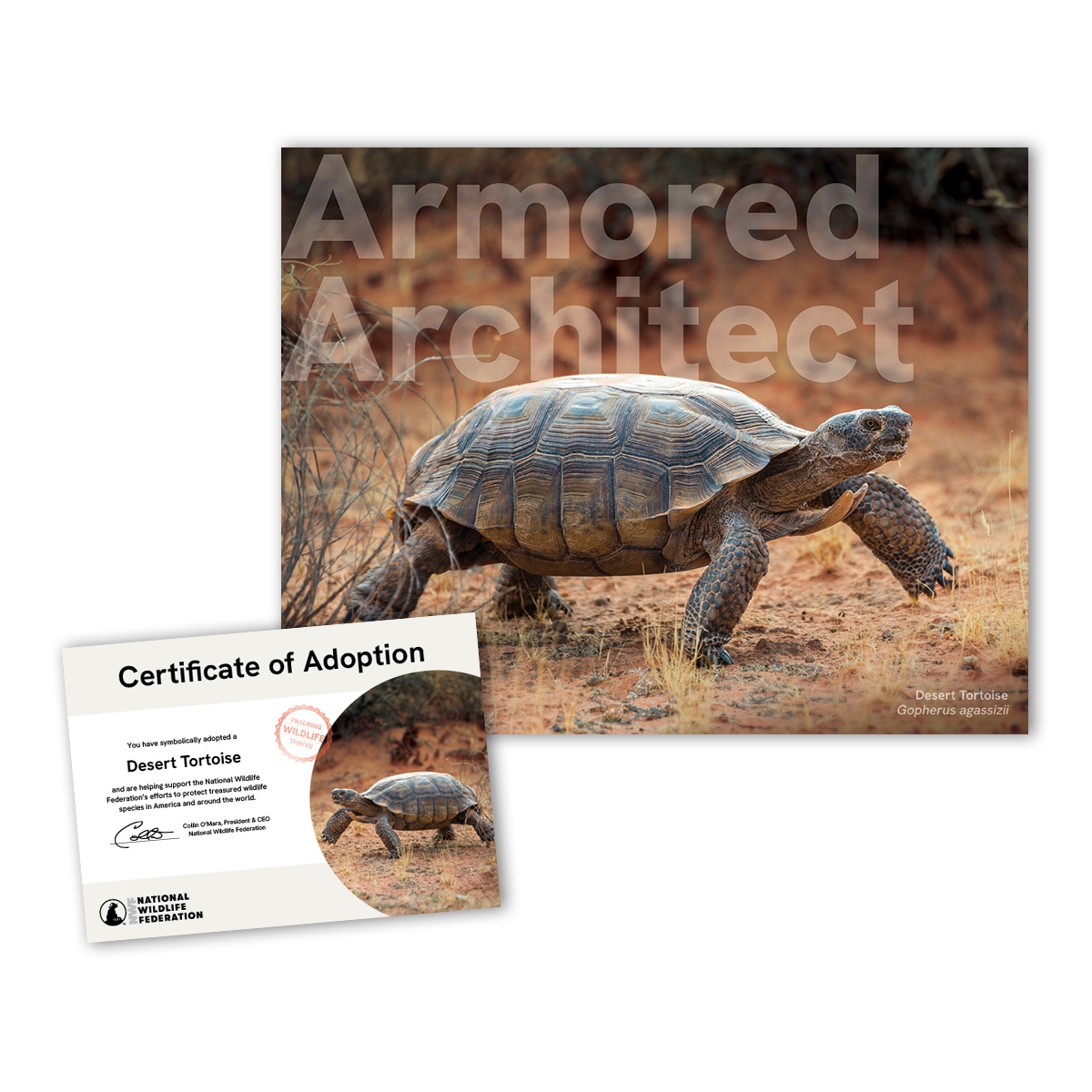 Adopt a Desert Tortoise