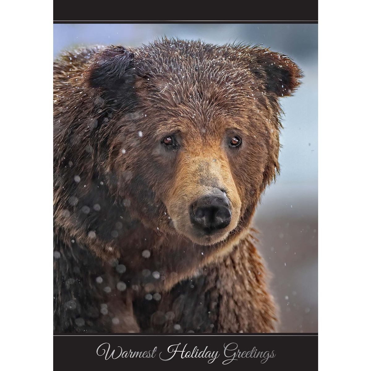 Grizzly Bear Holiday Cards