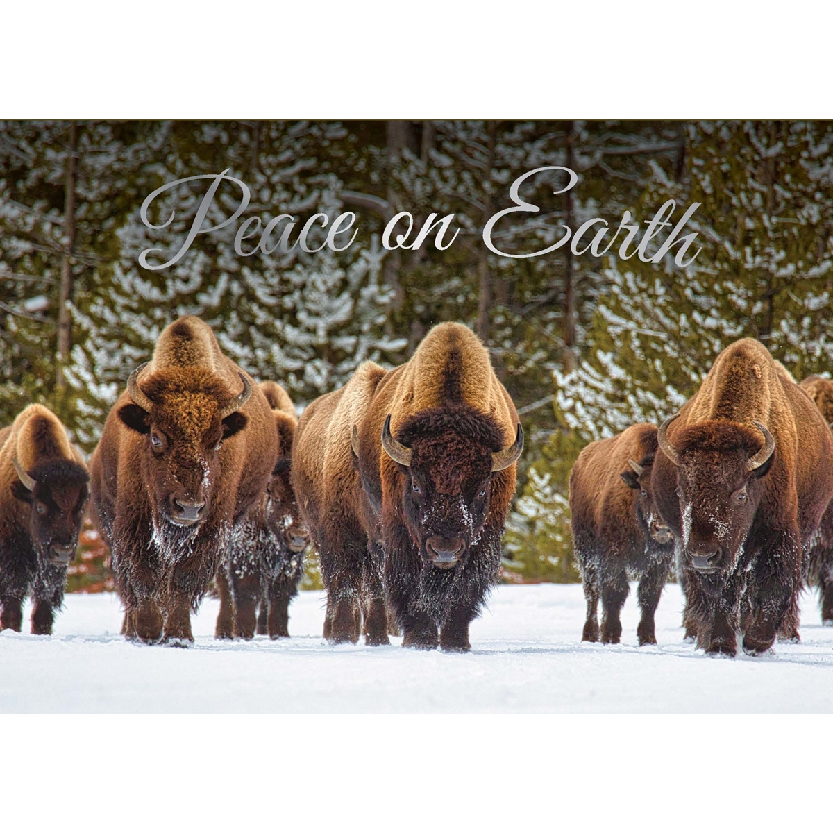 Bison Jam Christmas Cards