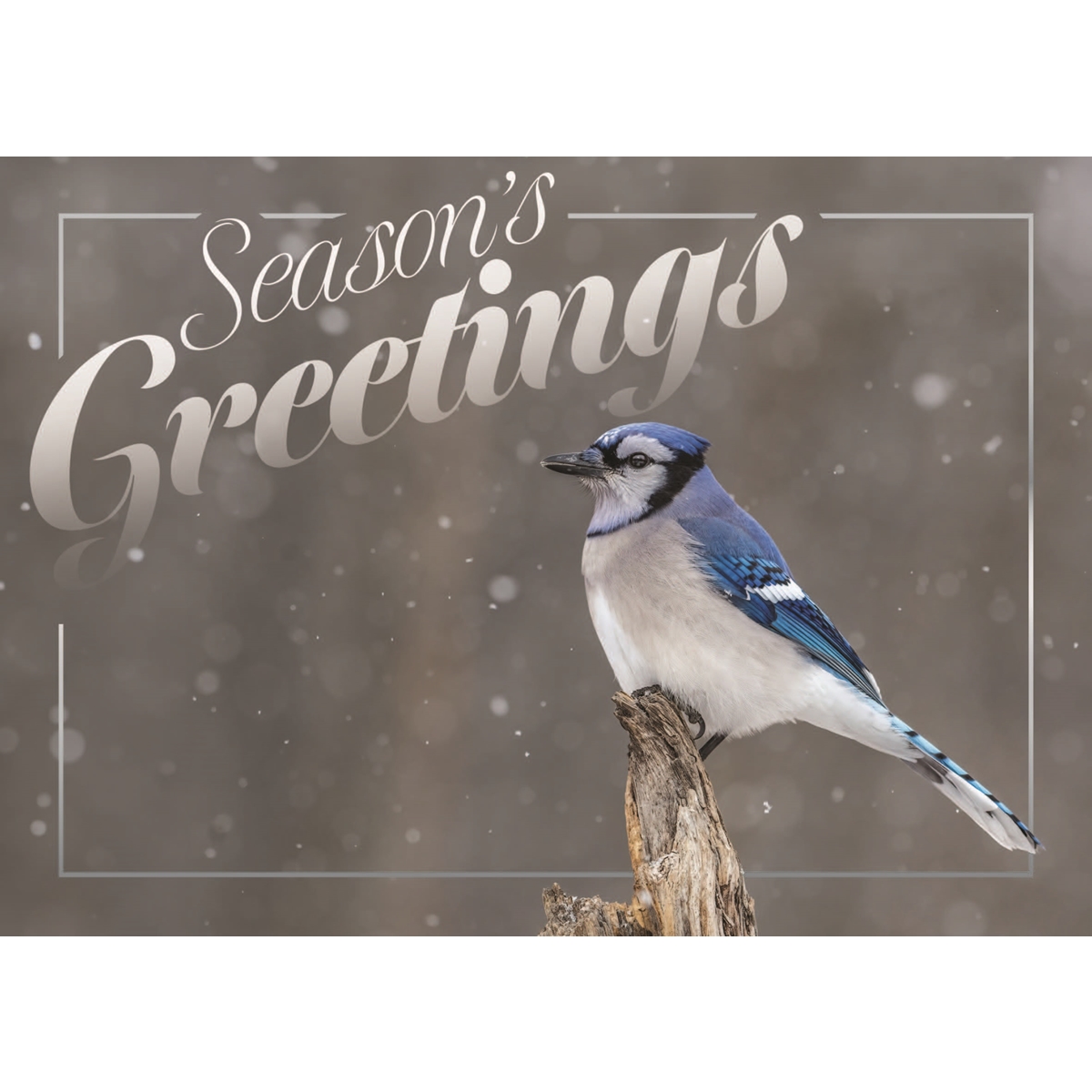 Blue Jay in the Snow Christmas Cards