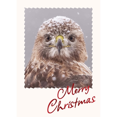 Red-Tailed Hawk in Winter Christmas Cards