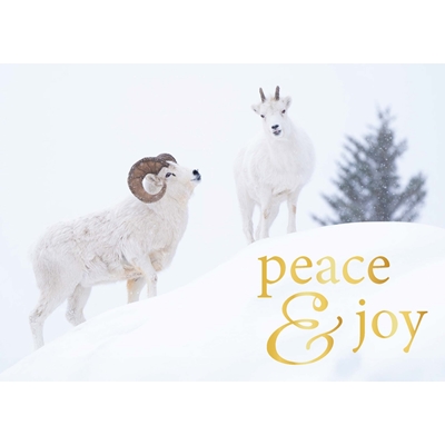 Dall Sheep Holiday Cards